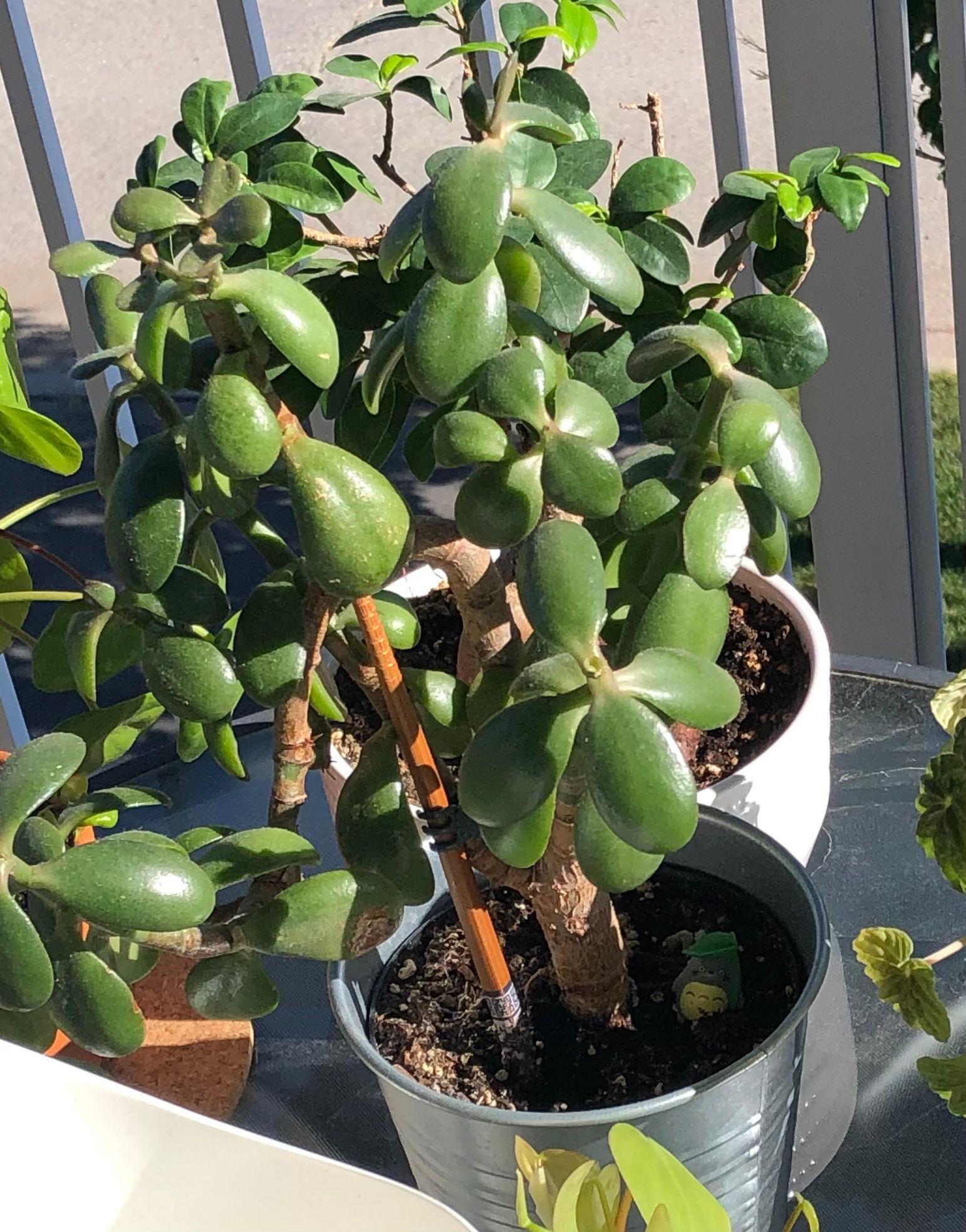 Jade bonsai (Crassula ovata). Pictured before half of it died due to mealy bugs. Was my grandfather’s for many years before he gave it to me.