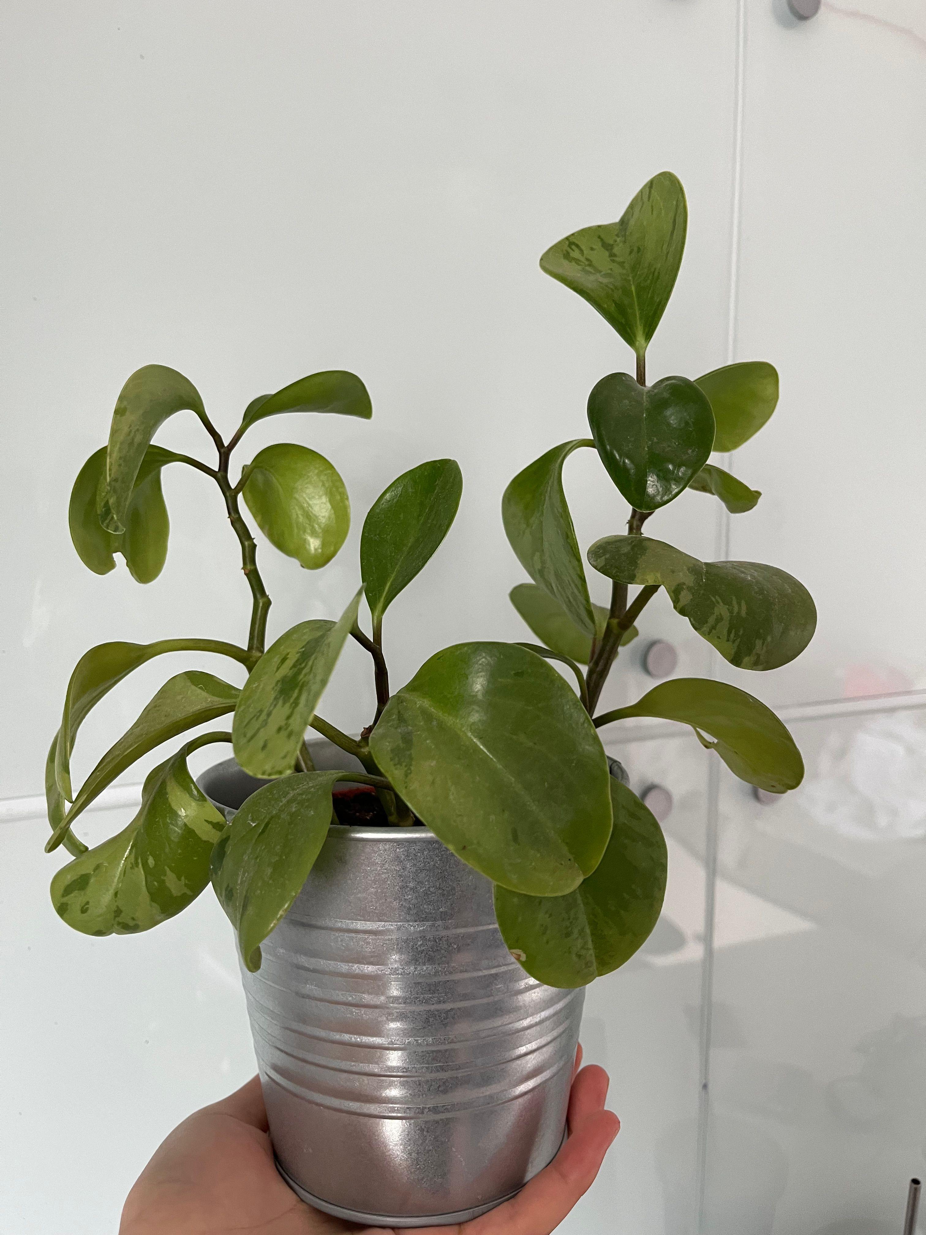 Variegated baby rubber plant (Peperomia obtusifolia). 