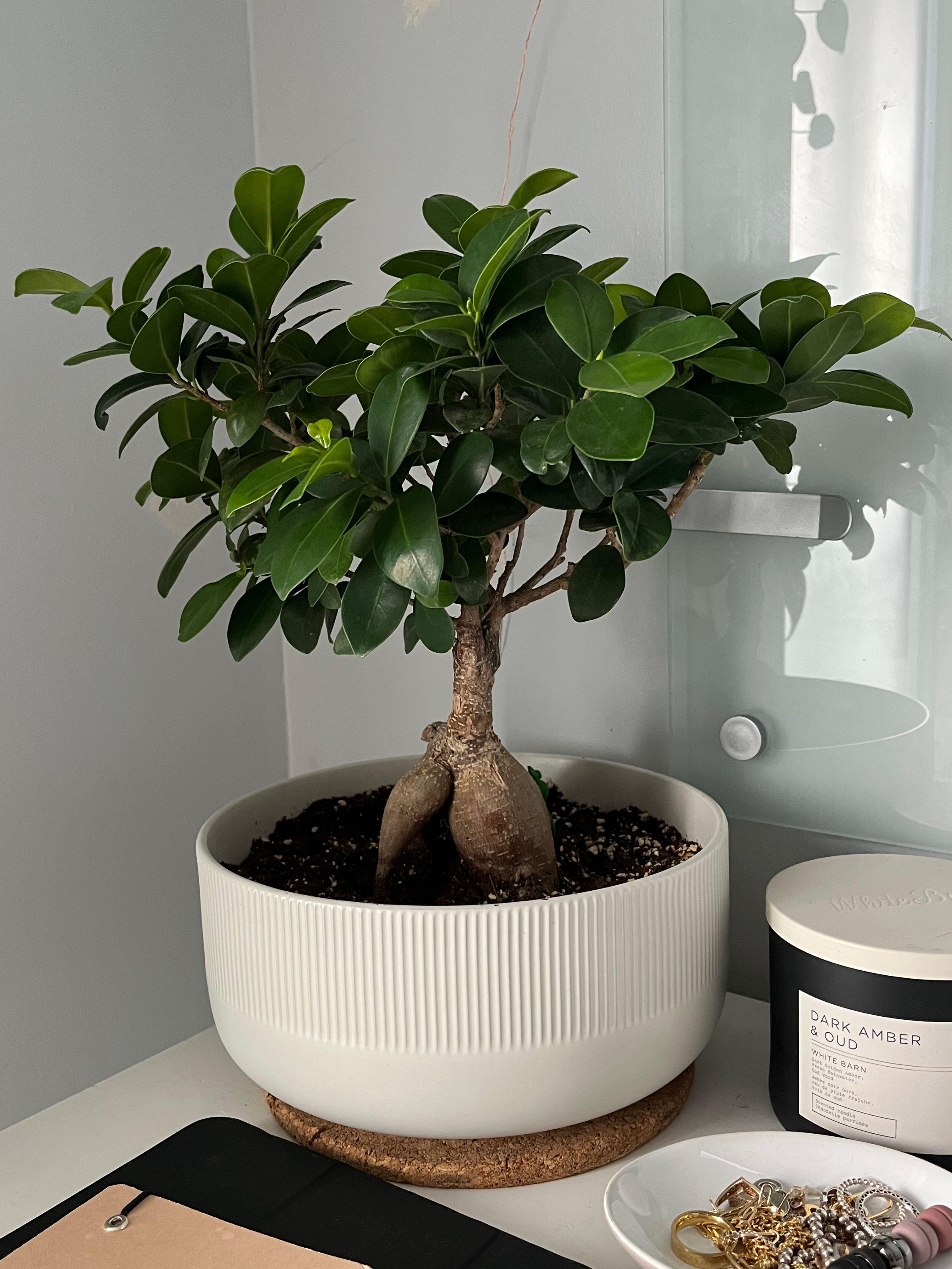 Ginseng ficus bonsai (Ficus microcarpa). 