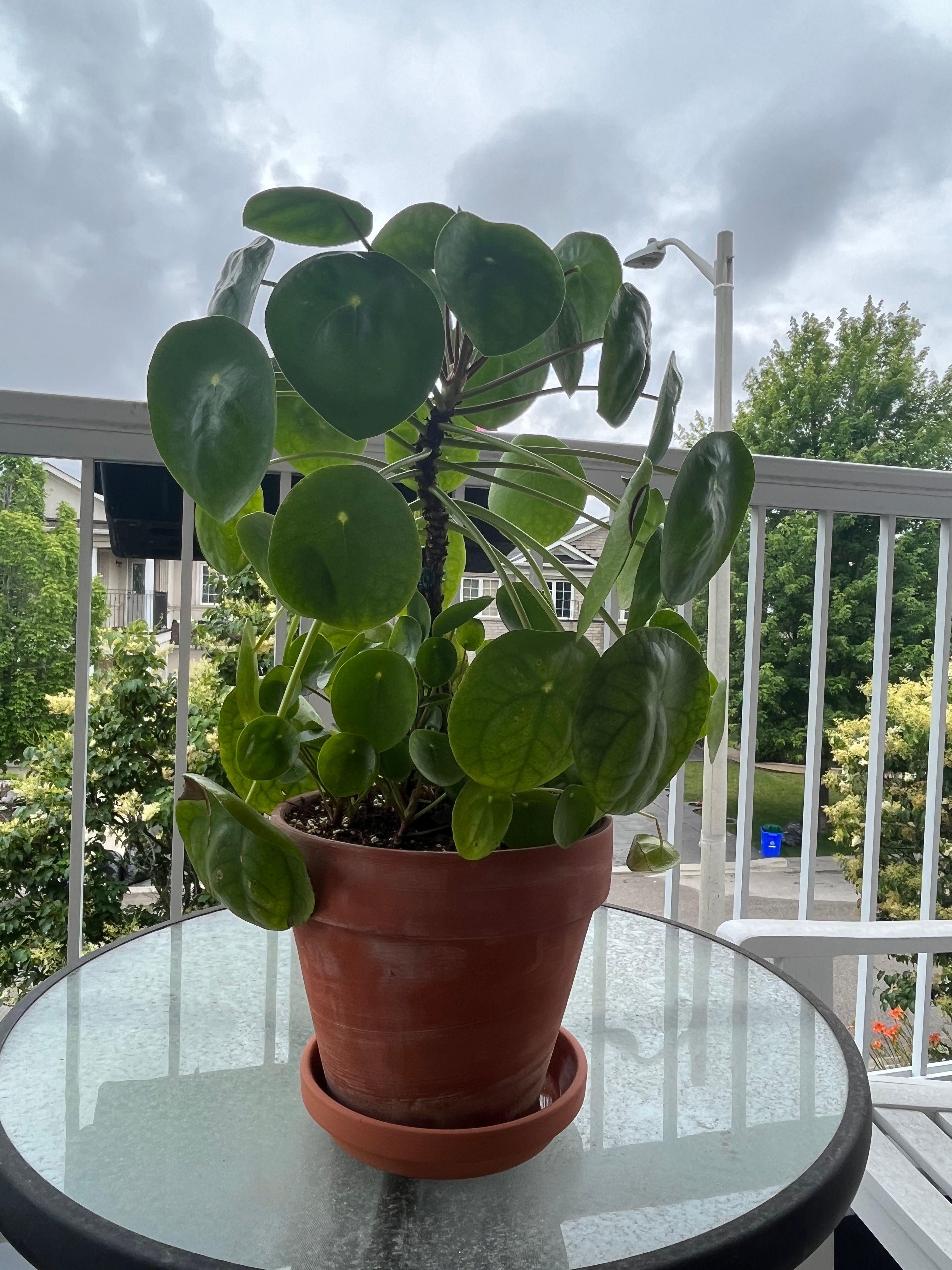 Chinese Money Plant (Pilea peperomiodes). Produces tons of babies.