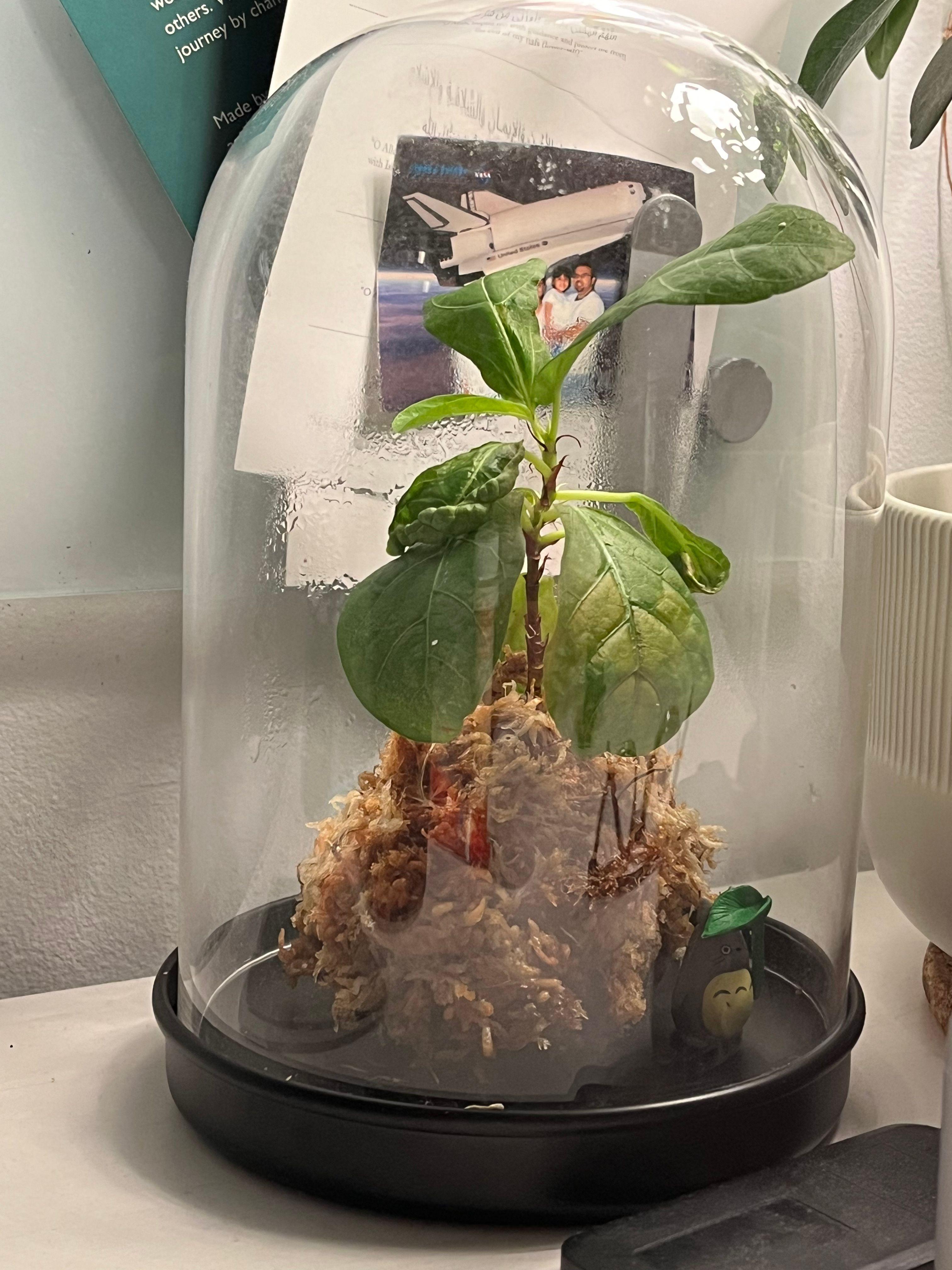 Fiddle leaf fig (Ficus Lyrata) in a sphagnum moss ball (kokedama) greenhouse.